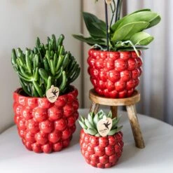 Red Phalaenopsis Orchid – Congo + Berry Pot – Ø 9cm – 40cm -Optimal Glass Plant Shop unnamed 4282bd1d 8195 494a 93bf 45fd50f7b965