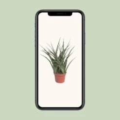 Sansevieria Fernwood Punk (Snake Plant) ↑ 35 Cm 9 Sansevieria Fernwood Punk (Snake Plant) ↑ 35 Cm -Optimal Glass Plant Shop unnamed 4344eb9b 0c5b 455a ad19 7b2ae4a72ccd