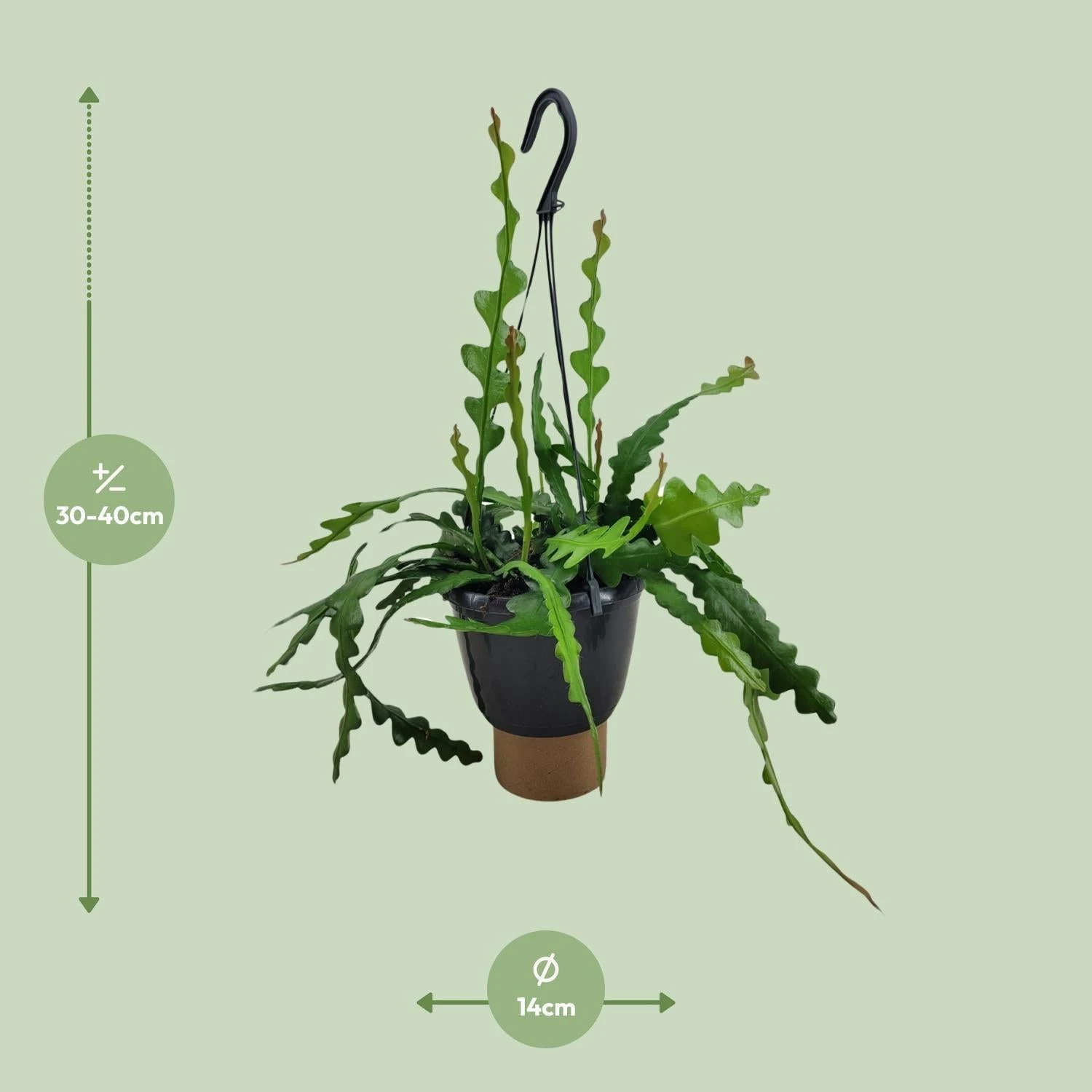 Epiphyllum Anguliger (Fishbone Cactus) ↑ 35 Cm 4 Epiphyllum Anguliger (Fishbone Cactus) ↑ 35 Cm - Image 2