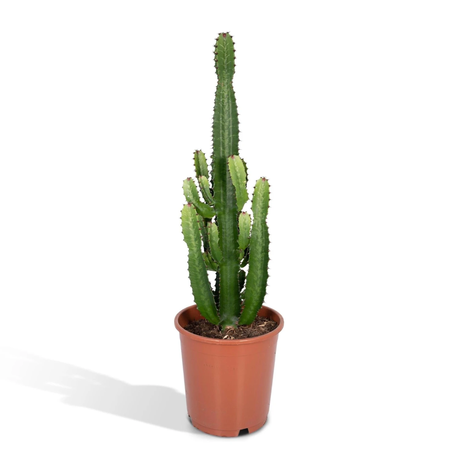 Euphorbia Acrurensis (Cowboy Cactus) ↑ 60 Cm 3 Euphorbia Acrurensis (Cowboy Cactus) ↑ 60 Cm