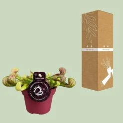 Peperomia Santorini (Trailing Peperomia) ↑ 13 Cm -Optimal Glass Plant Shop unnamed 460a42da b031 4659 97f1 cd2e02c503a9