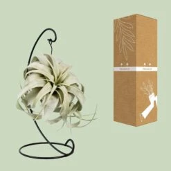 Tillandsia King Xero (Air Plant) ↑ 23 Cm 8 Tillandsia King Xero (Air Plant) ↑ 23 Cm -Optimal Glass Plant Shop unnamed 47445fda 5e2a 4ca6 84df 880294636f2b