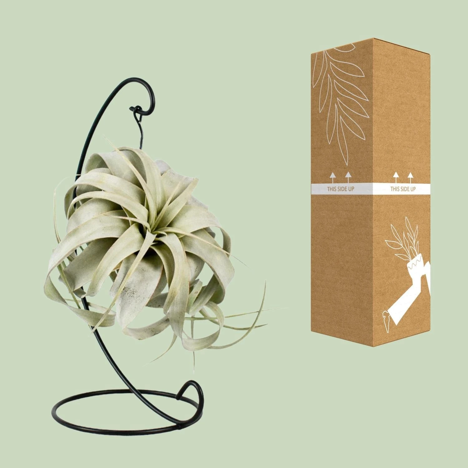 Tillandsia King Xero (Air Plant) ↑ 23 Cm 5 Tillandsia King Xero (Air Plant) ↑ 23 Cm - Image 3