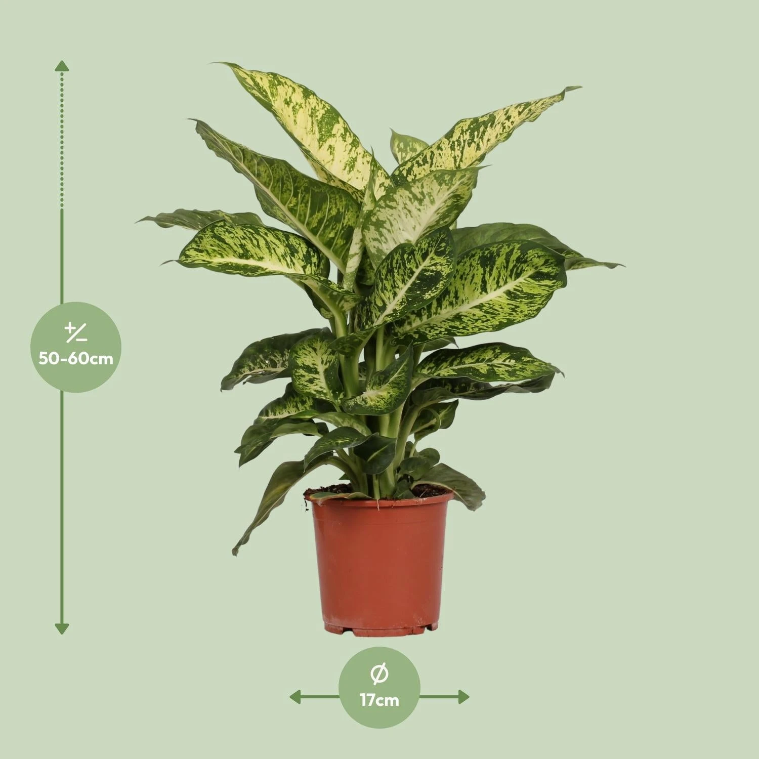 Dieffenbachia Mars (Dumb Cane) ↑ 50 Cm 4 Dieffenbachia Mars (Dumb Cane) ↑ 50 Cm - Image 2