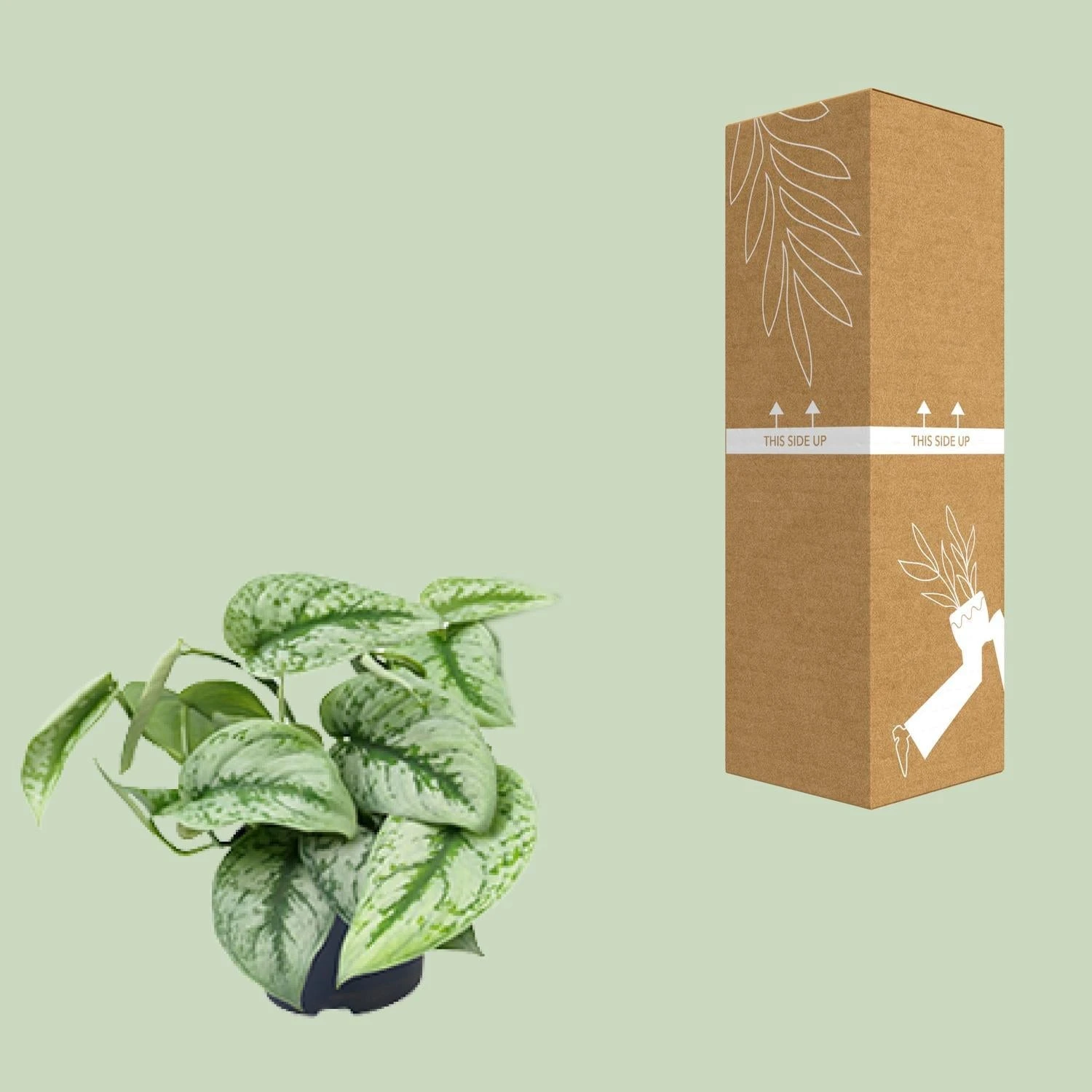 Scindapsus Pictus Trebie (Silvery Ann Pothos) ↑ 15 Cm 5 Scindapsus Pictus Trebie (Silvery Ann Pothos) ↑ 15 Cm - Image 3