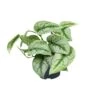Scindapsus Pictus Trebie (Silvery Ann Pothos) ↑ 15 Cm 2 Scindapsus Pictus Trebie (Silvery Ann Pothos) ↑ 15 Cm -Optimal Glass Plant Shop unnamed 4ad897ae fcba 4516 8e13 a13ed81ab615