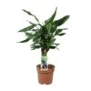 Dracaena Fragrans Steudneri Green (Dragon Tree) ↑55 Cm -Optimal Glass Plant Shop unnamed 4ade5a39 51c2 4839 96e2 9f9e7519c219