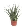 Sansevieria Fernwood Punk (Snake Plant) ↑ 35 Cm 2 Sansevieria Fernwood Punk (Snake Plant) ↑ 35 Cm -Optimal Glass Plant Shop unnamed 4cdf4e60 6e70 4703 9691 f2fe72f17462
