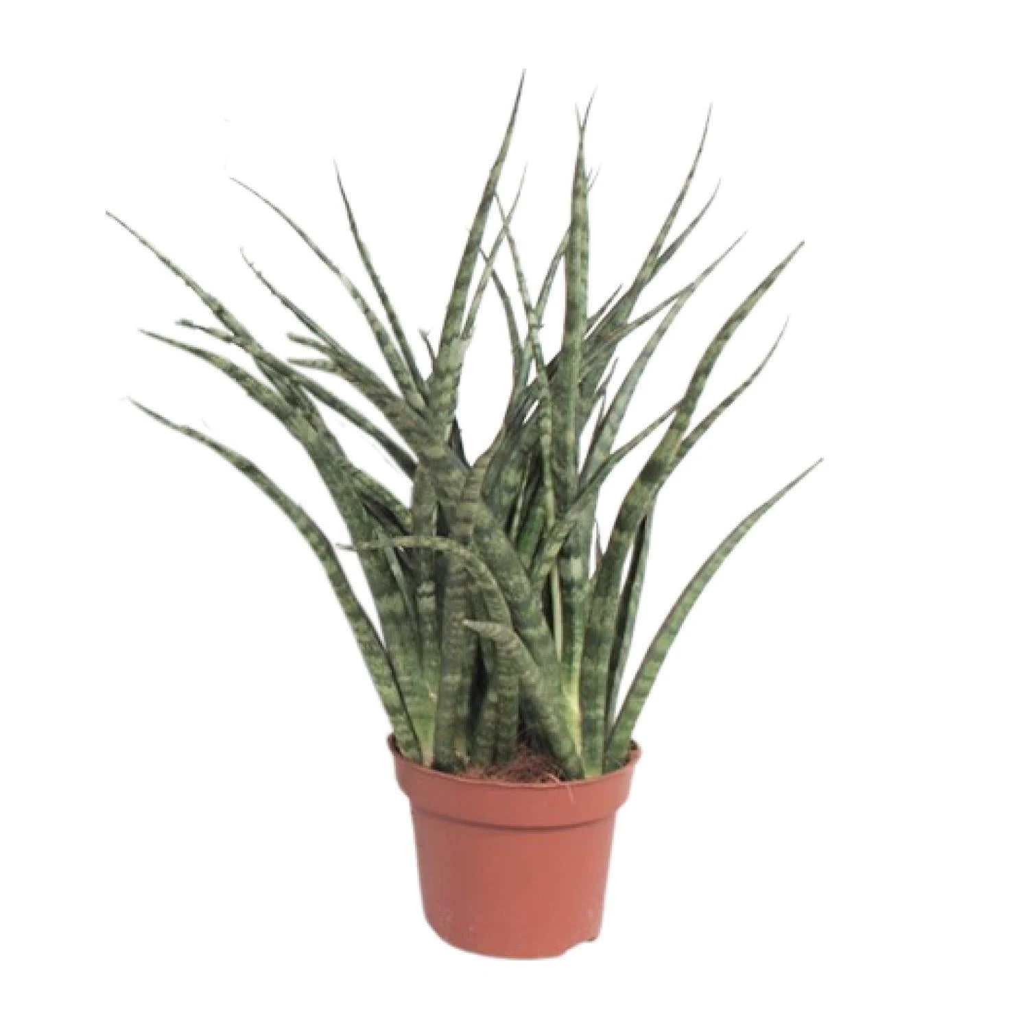 Sansevieria Fernwood Punk (Snake Plant) ↑ 35 Cm 3 Sansevieria Fernwood Punk (Snake Plant) ↑ 35 Cm