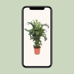 Caryota Mitis (Fishtail Palm) ↑ 110 Cm -Optimal Glass Plant Shop unnamed 4e94ec29 492f 4d06 8113 5e57f4723790