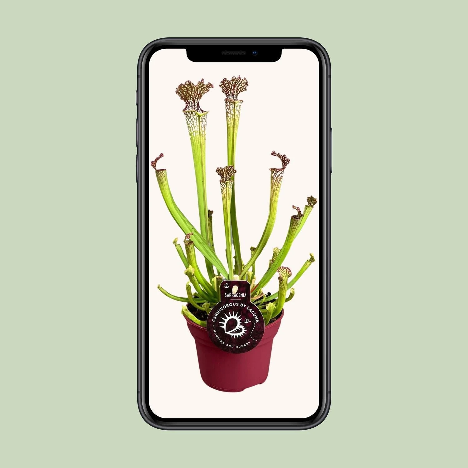 Sarracenia Farnhamii (Pitcher Plant) ↑ 40 Cm 6 Sarracenia Farnhamii (Pitcher Plant) ↑ 40 Cm - Image 4