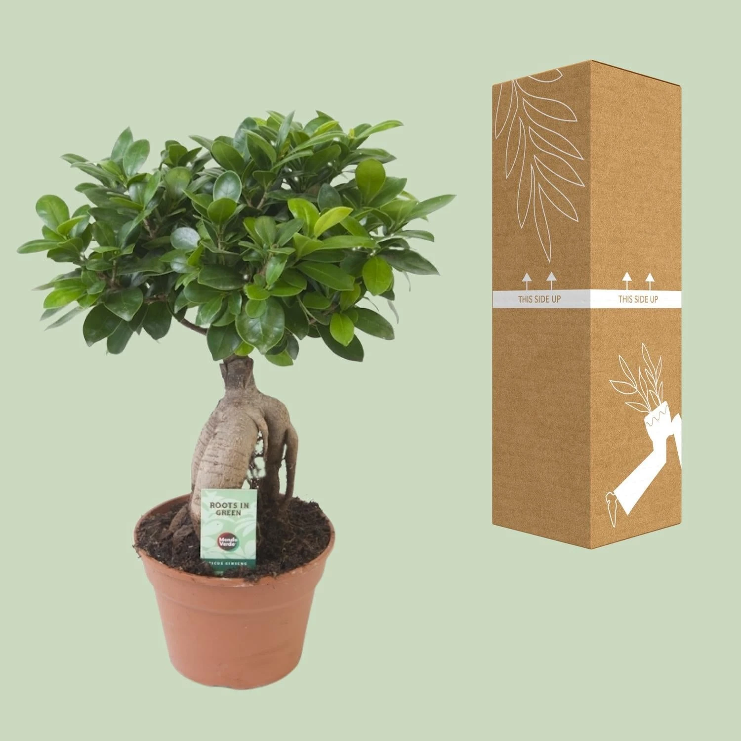 Ficus Ginseng (bonsai) - Ø 17cm - ↑ 40cm 5 Ficus Ginseng (bonsai) - Ø 17cm - ↑ 40cm - Image 3