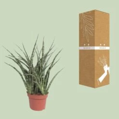 Sansevieria Fernwood Punk (Snake Plant) ↑ 35 Cm 8 Sansevieria Fernwood Punk (Snake Plant) ↑ 35 Cm -Optimal Glass Plant Shop unnamed 6148b0f4 b72a 4d0f 8de4 14e6fb64f39d