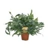 Phlebodium Blue Star (Blue Fern) ↑ 60 Cm -Optimal Glass Plant Shop unnamed 63d525b0 9904 4cb6 9ca1 23db222b56fd