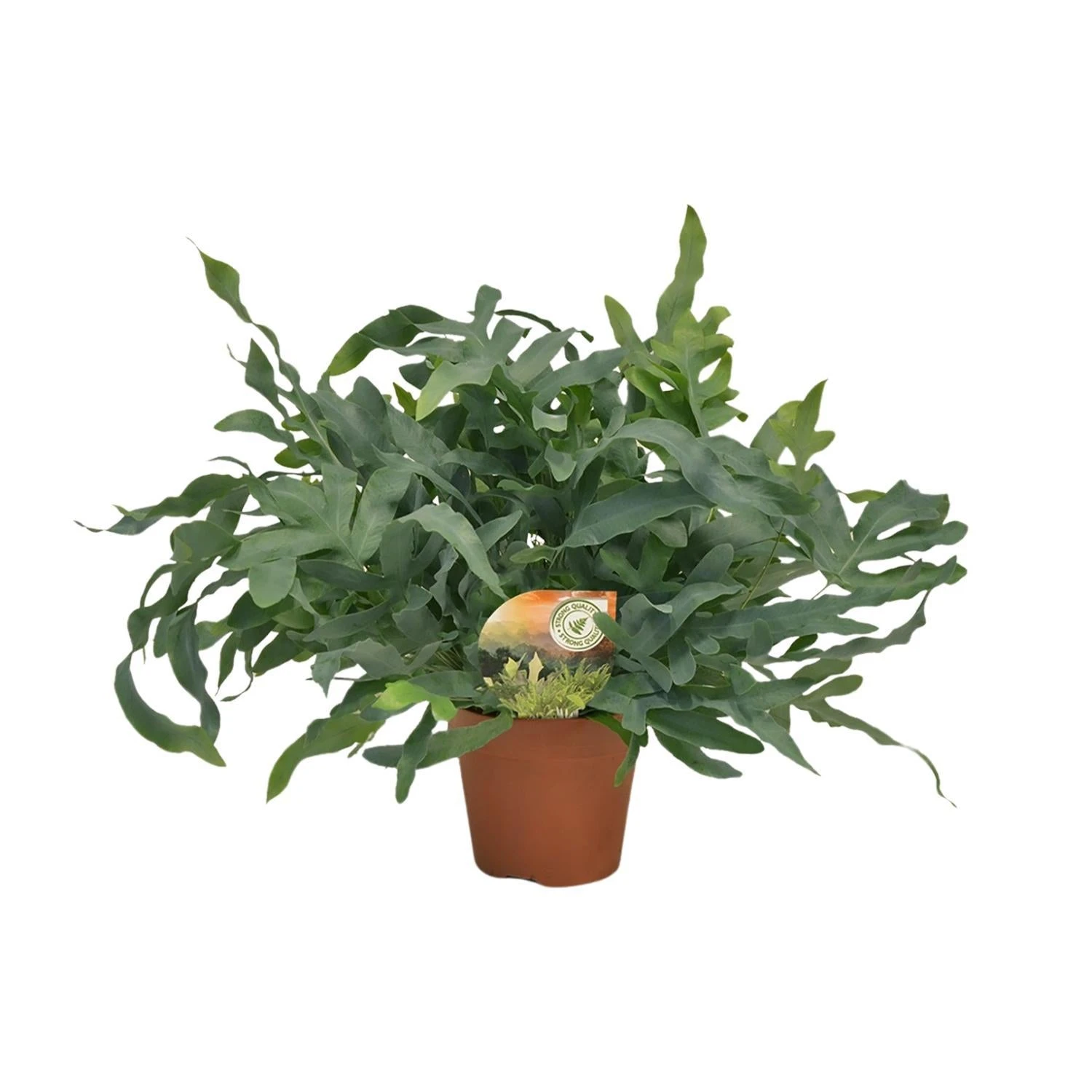 Phlebodium Blue Star (Blue Fern) ↑ 60 Cm 3 Phlebodium Blue Star (Blue Fern) ↑ 60 Cm