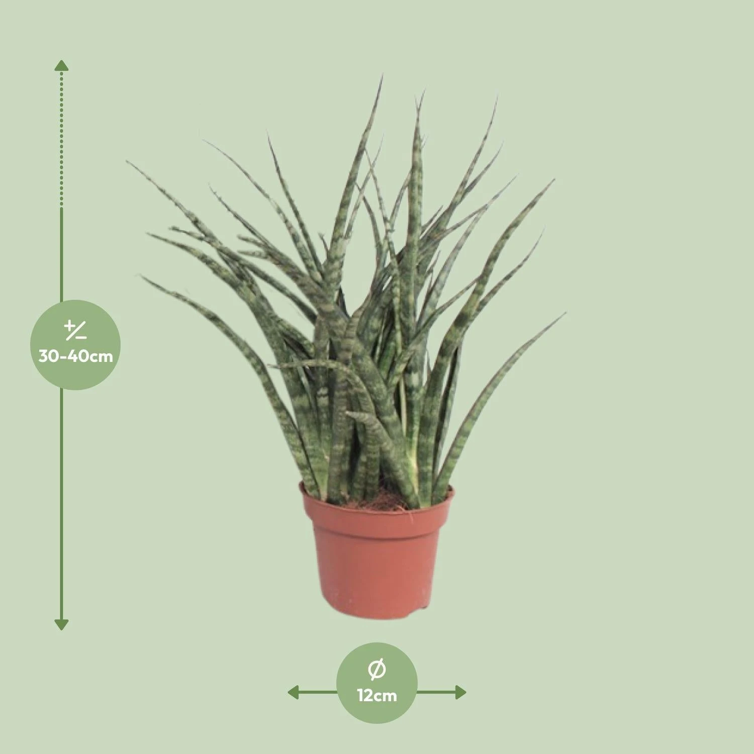 Sansevieria Fernwood Punk (Snake Plant) ↑ 35 Cm 4 Sansevieria Fernwood Punk (Snake Plant) ↑ 35 Cm - Image 2