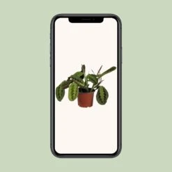 Maranta Leuconeura Fascinator (Prayer Plant) ↑ 30 Cm 9 Maranta Leuconeura Fascinator (Prayer Plant) ↑ 30 Cm -Optimal Glass Plant Shop unnamed 65d34d78 3b21 4c1b ae79 108b96a38f68