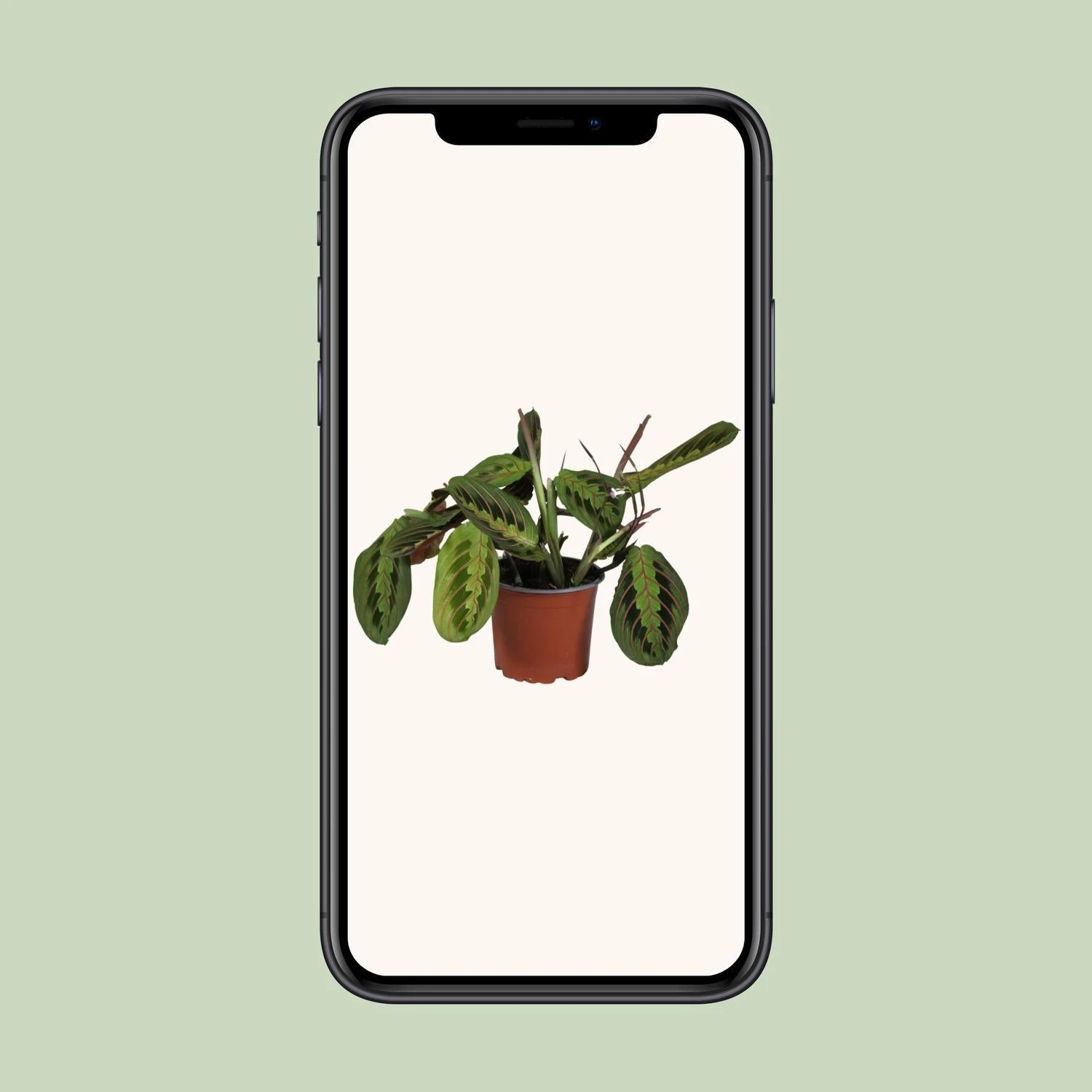 Maranta Leuconeura Fascinator (Prayer Plant) ↑ 30 Cm 6 Maranta Leuconeura Fascinator (Prayer Plant) ↑ 30 Cm - Image 4