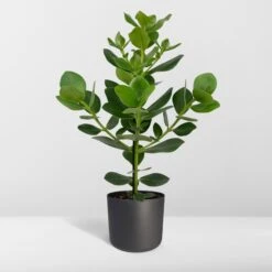 Clusia Rosea Princess (Autograph Tree) ↑ 60 Cm -Optimal Glass Plant Shop unnamed 65d5c1d6 aab9 42e0 8182 6c28763be1ef