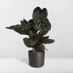 Calathea Ornata (Pinstripe Plant) ↑ 75 Cm -Optimal Glass Plant Shop unnamed 65dd7d0c 4476 4a61 a233 6fe61fd86e3f