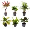 Baby Plants Surprise Box - Ø6cm - ↕12cm - X6 -Optimal Glass Plant Shop unnamed 68ab9a10 b85b 48aa 8cd9 150d6d1f7994