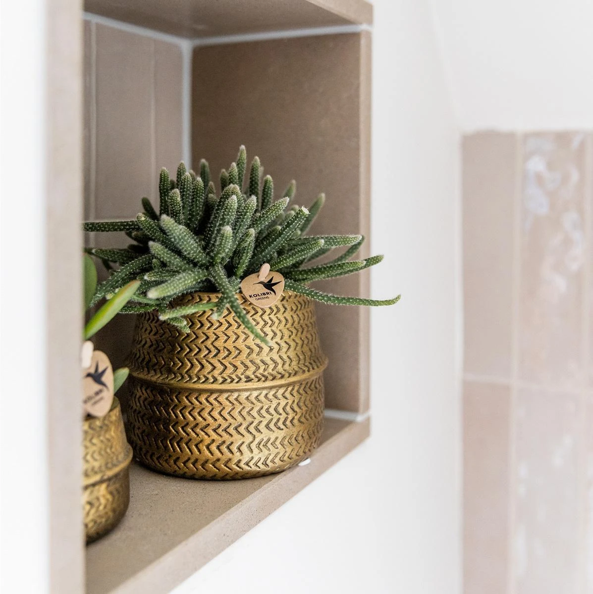 Groove Gold Plant Set | Set With White Phalaenopsis Orchid And Small & Large Succulent - Gold Ceramic Pots Included 5 Groove Gold Plant Set | Set With White Phalaenopsis Orchid And Small & Large Succulent - Gold Ceramic Pots Included - Image 3