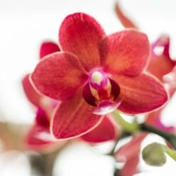 Red Phalaenopsis Orchid - Congo + Elite Silver Pot - Pot Size Ø9cm - ↑ 40cm -Optimal Glass Plant Shop unnamed 6e2e9c01 8b17 4046 8fab 8e77284da482