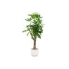 Pachira Aquatica (Money Tree) + Elho Vibes Fold Round White ↑ 160 Cm 1 Pachira Aquatica (Money Tree) + Elho Vibes Fold Round White ↑ 160 Cm -Optimal Glass Plant Shop unnamed 75e3bc4f 7705 4b31 9551 e9b96b1c350e