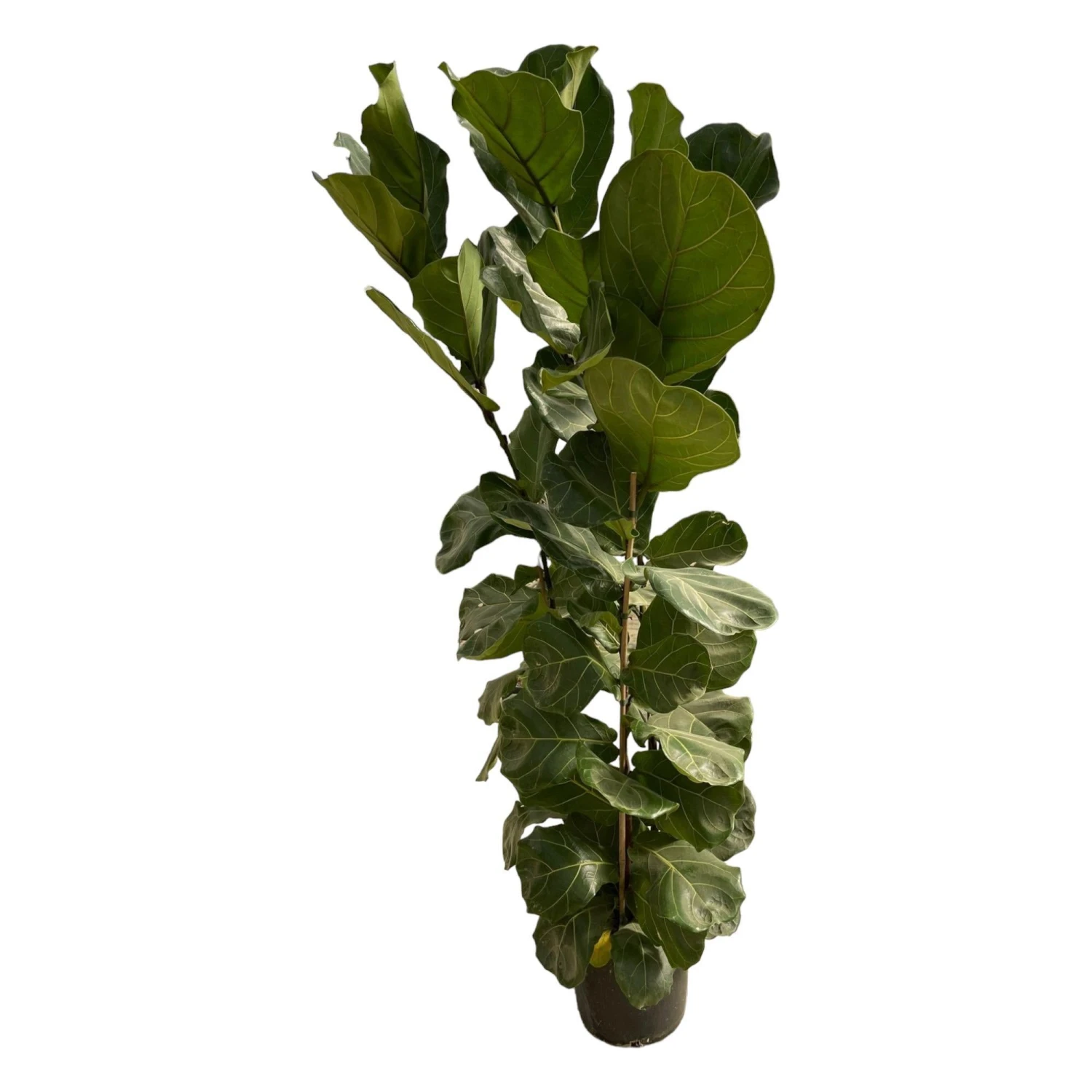 Ficus Lyrata (Fiddle Leaf Fig) ↑ 180 Cm 3 Ficus Lyrata (Fiddle Leaf Fig) ↑ 180 Cm