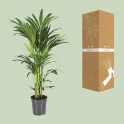 Howea Forsteriana (Kentia Palm) ↑ 100 Cm 8 Howea Forsteriana (Kentia Palm) ↑ 100 Cm -Optimal Glass Plant Shop unnamed 77228c0c 15f7 4d75 b2a8 963bbd5ecaac