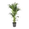 Howea Forsteriana (Kentia Palm) ↑ 100 Cm 2 Howea Forsteriana (Kentia Palm) ↑ 100 Cm -Optimal Glass Plant Shop unnamed 7dc00957 e786 44d8 b7cf 52405e8872fc