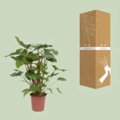 Homalomena Rubescens Maggy (Heartleaf Philodendron) ↑ 90 Cm -Optimal Glass Plant Shop unnamed 7f6abac3 09a7 44d8 9a18 3b3c9565776e