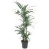 Dracaena Warneckei (Dragon Tree) ↑ 150 Cm -Optimal Glass Plant Shop unnamed 7fc80efd 29b2 4023 86fb 9d92ef271c9d