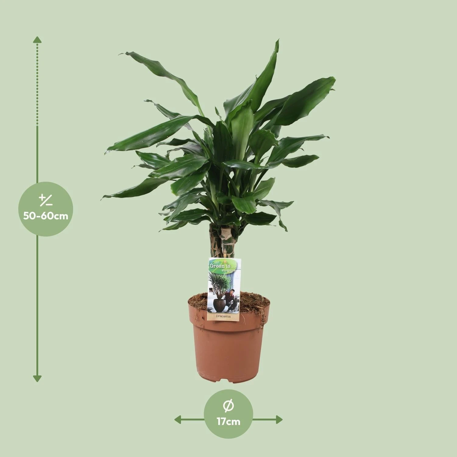 Dracaena Fragrans Steudneri Green (Dragon Tree) ↑55 Cm 4 Dracaena Fragrans Steudneri Green (Dragon Tree) ↑55 Cm - Image 2