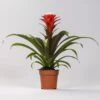 Guzmania Hope (Tube Plant) Bromeliad ↑ 40 Cm 1 Guzmania Hope (Tube Plant) Bromeliad ↑ 40 Cm -Optimal Glass Plant Shop unnamed 828387e0 2ad4 4999 9b7c 3a1464157c78