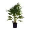 Livistona Chinensis (Chinese Fan Palm) ↑ 100 Cm -Optimal Glass Plant Shop unnamed 83b1c207 ce9f 4c44 a990 37dcc7863010