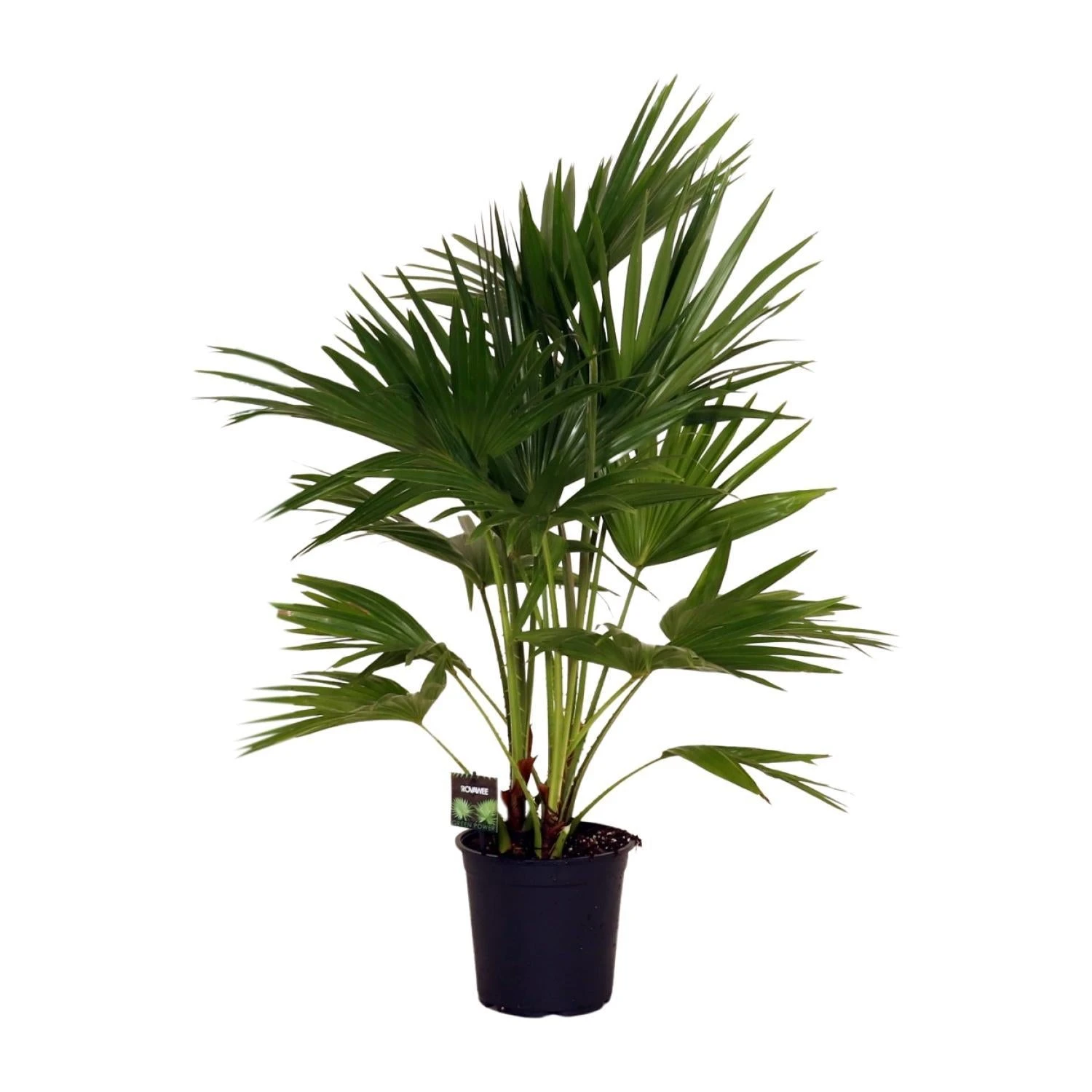 Livistona Chinensis (Chinese Fan Palm) ↑ 100 Cm 3 Livistona Chinensis (Chinese Fan Palm) ↑ 100 Cm