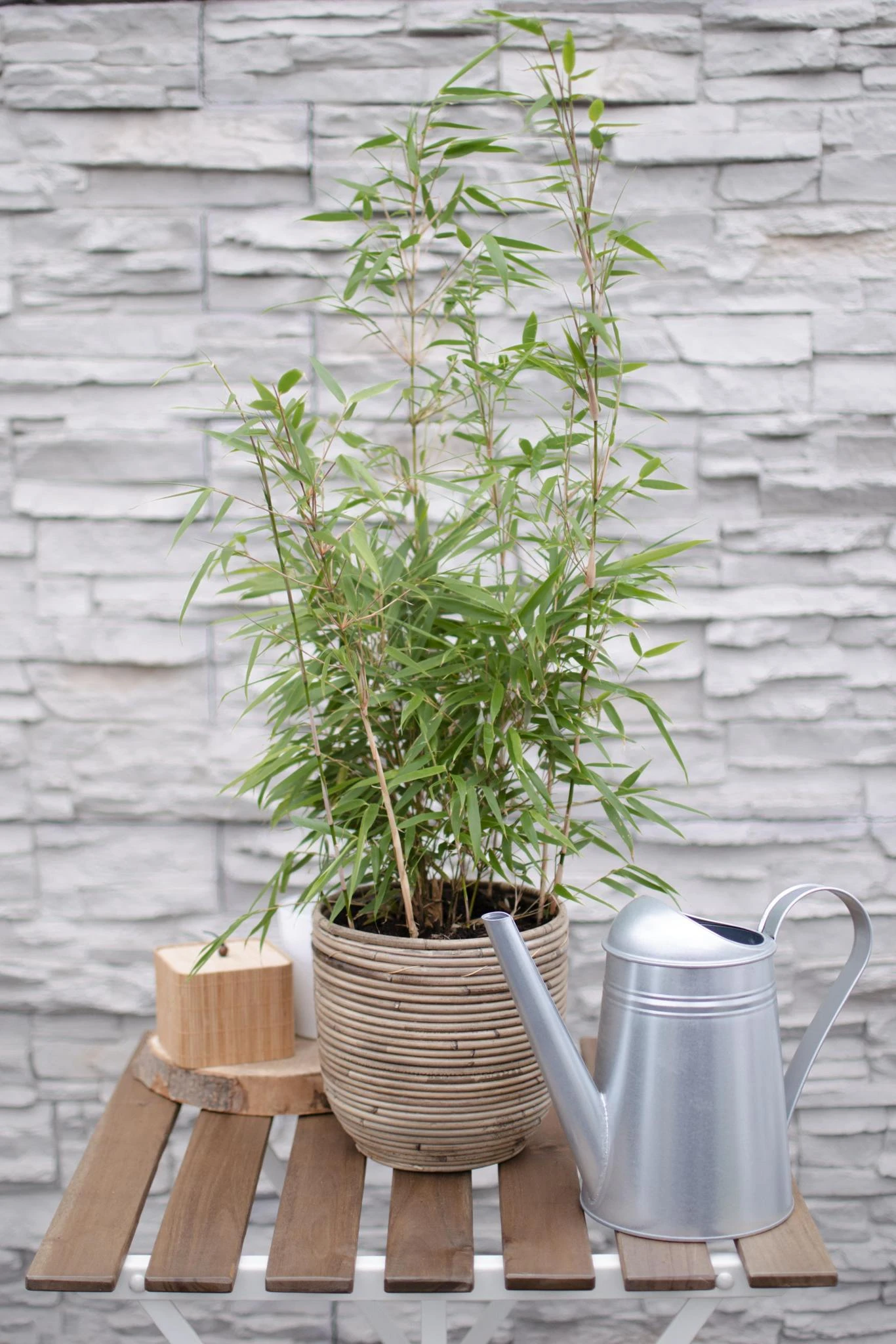 Fargesia Rufa (Bamboo) ↑ 60 Cm 4 Fargesia Rufa (Bamboo) ↑ 60 Cm - Image 2