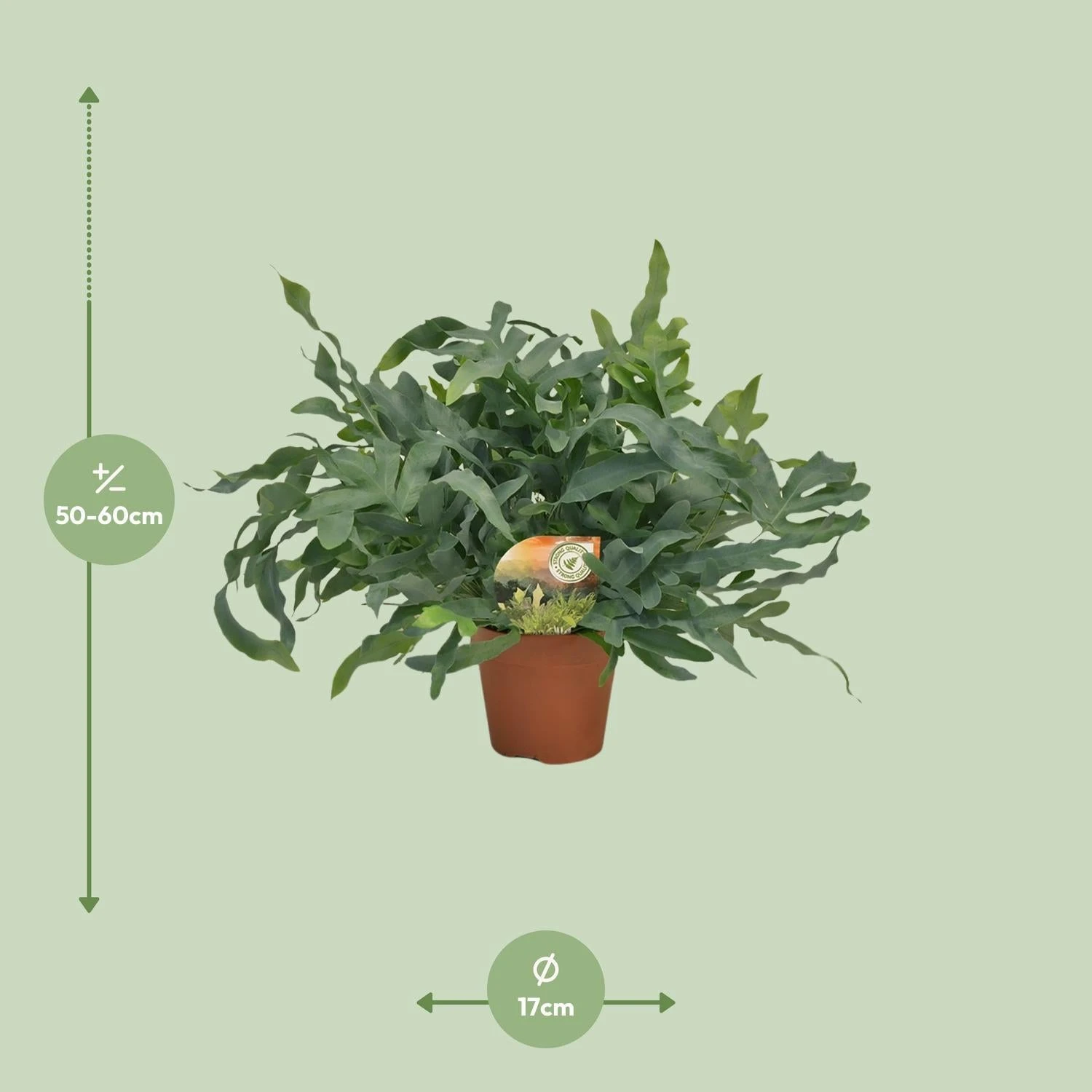 Phlebodium Blue Star (Blue Fern) ↑ 60 Cm 4 Phlebodium Blue Star (Blue Fern) ↑ 60 Cm - Image 2