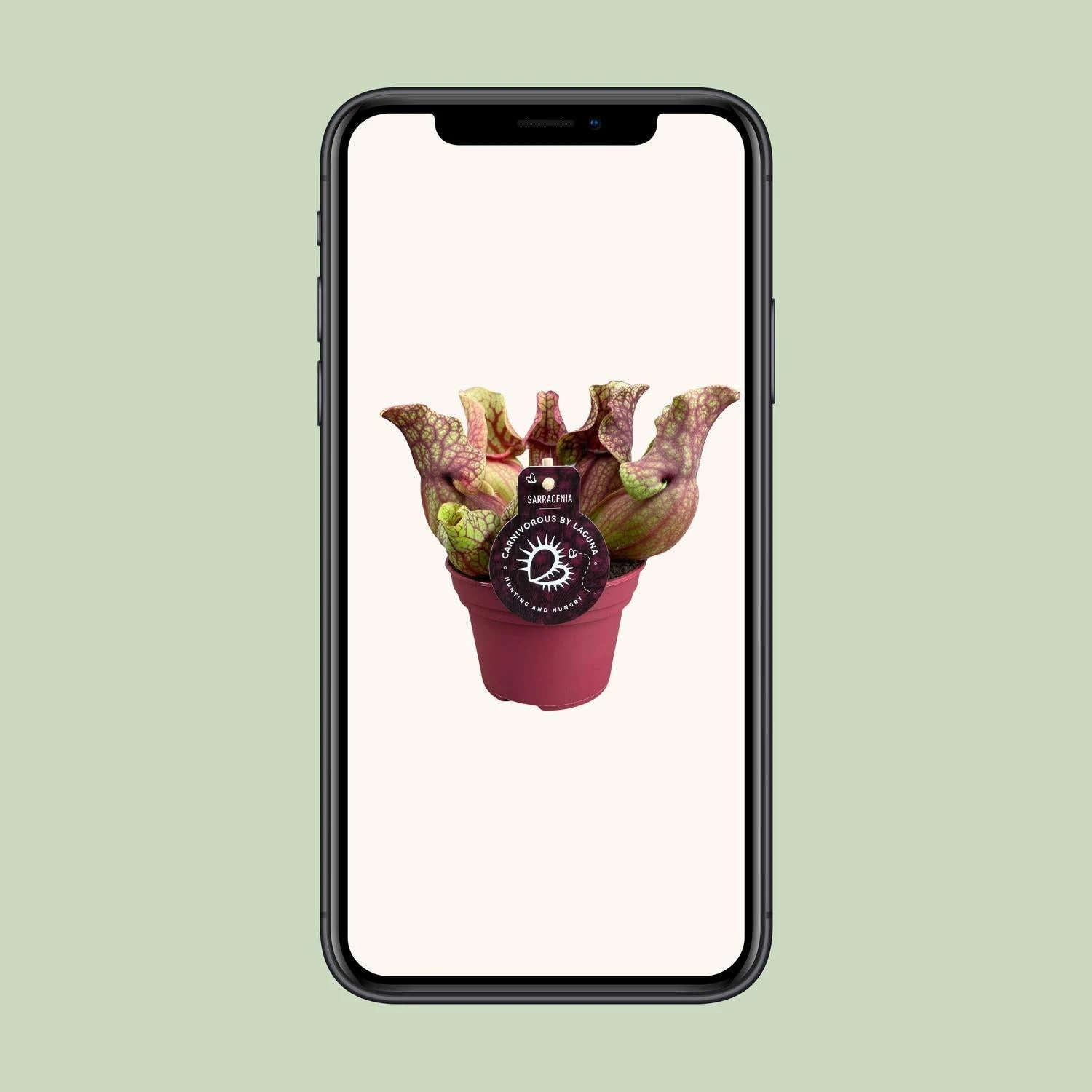 Sarracenia Venosa (Venosa Pitcher Plant) ↑ 20 Cm 6 Sarracenia Venosa (Venosa Pitcher Plant) ↑ 20 Cm - Image 4