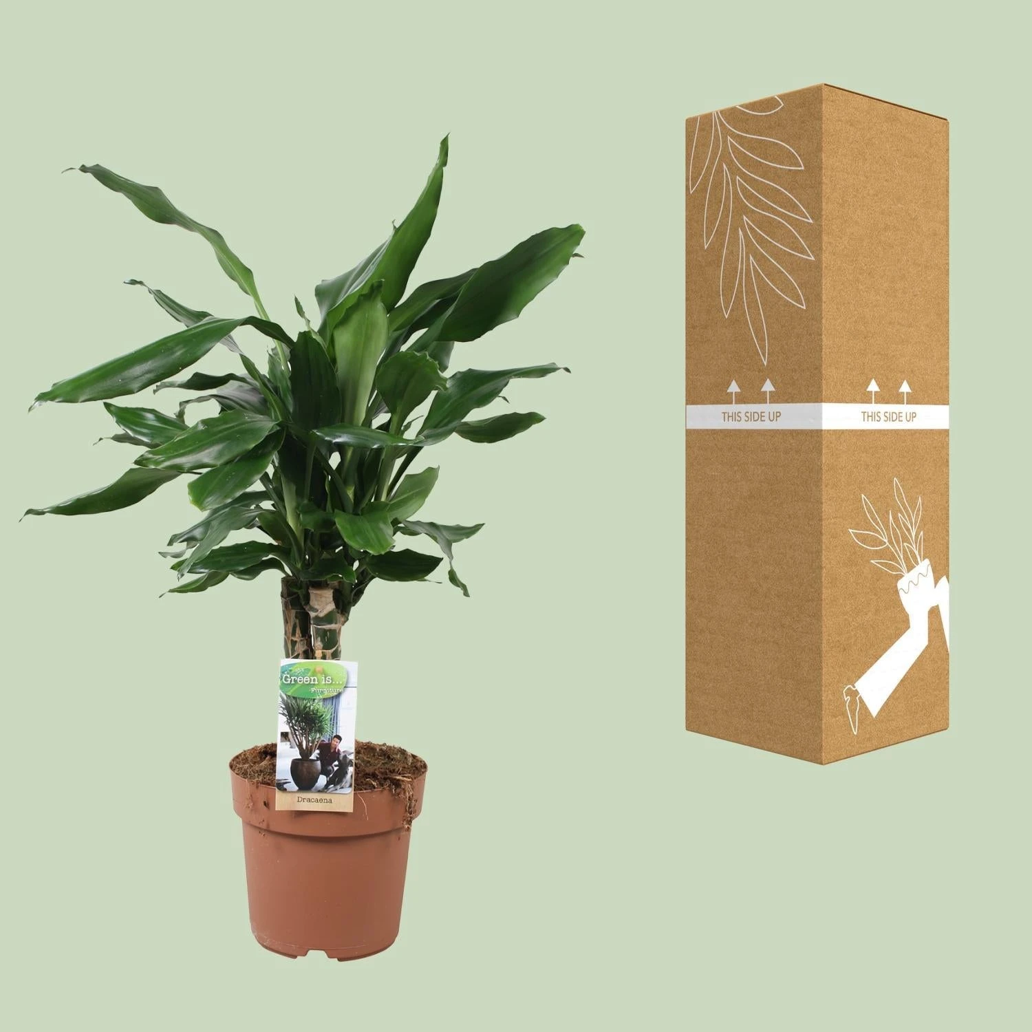 Dracaena Fragrans Steudneri Green (Dragon Tree) ↑55 Cm 5 Dracaena Fragrans Steudneri Green (Dragon Tree) ↑55 Cm - Image 3