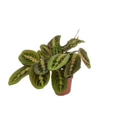 Maranta Fascinator (Prayer Plant) β 20 Cm