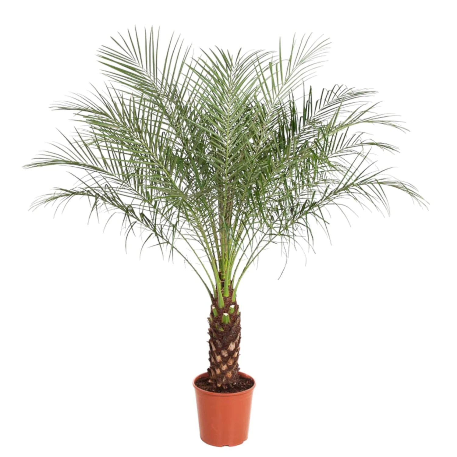 Phoenix Roebelenii (Pygmy Date Palm) ↑ 150cm 3 Phoenix Roebelenii (Pygmy Date Palm) ↑ 150cm