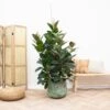 Ficus Robusta (Indian Rubber Plant) ↑ 150cm 2 Ficus Robusta (Indian Rubber Plant) ↑ 150cm -Optimal Glass Plant Shop unnamed 9378ce77 5088 4d8d 9413 afc2059dec19