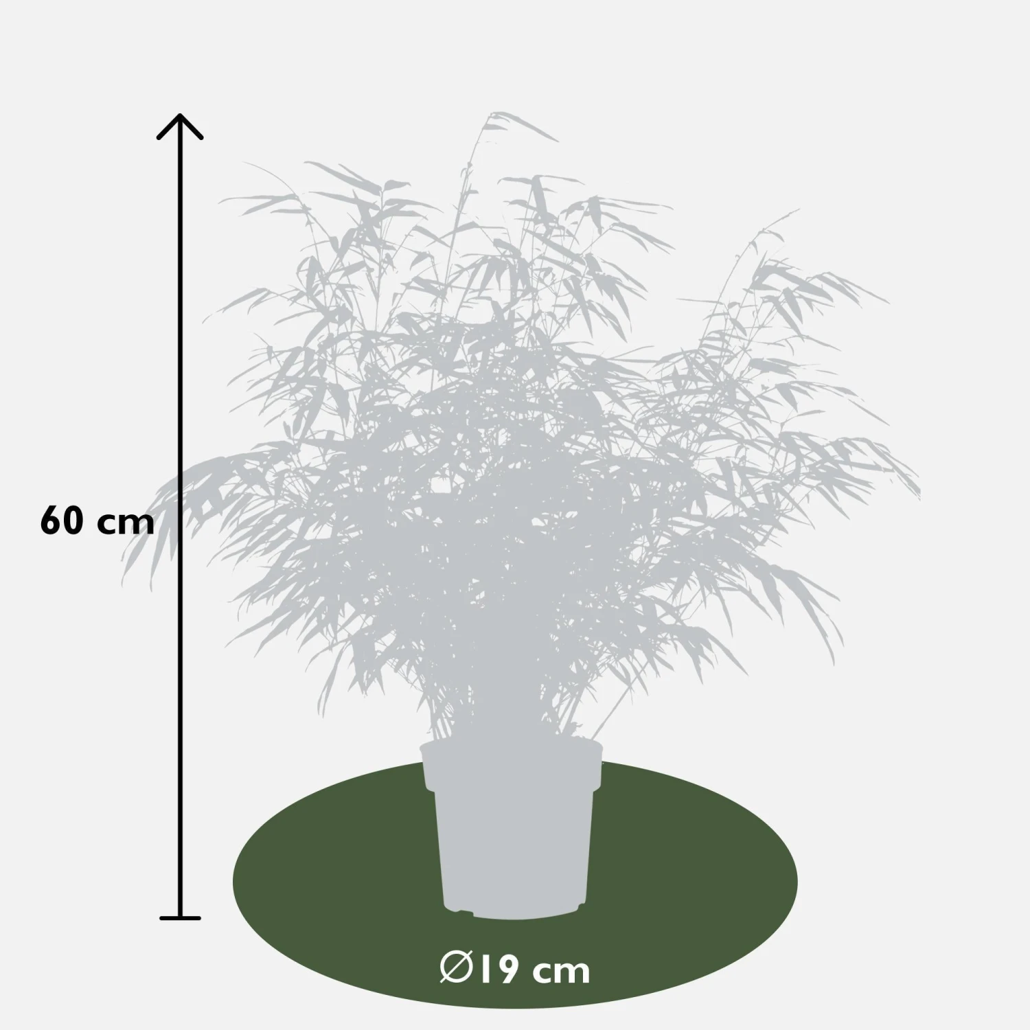 Fargesia Rufa (Bamboo) ↑ 60 Cm 8 Fargesia Rufa (Bamboo) ↑ 60 Cm - Image 6