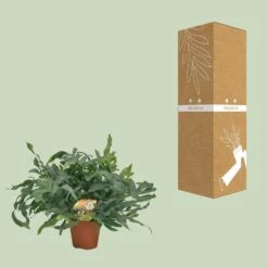 Phlebodium Blue Star (Blue Fern) ↑ 60 Cm 8 Phlebodium Blue Star (Blue Fern) ↑ 60 Cm -Optimal Glass Plant Shop unnamed 95beffa7 f209 4210 acb8 77534fc23c58