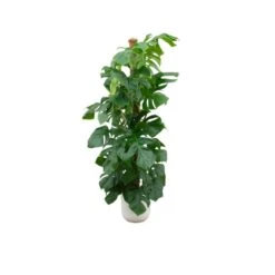 Combi Deal - Monstera Pertusum XL (Swiss Cheese Plant) + Elho Jazz Round White ↑ 150 Cm