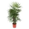 Rhapis Excelsa (Lady Palm) ↑ 190 Cm 1 Rhapis Excelsa (Lady Palm) ↑ 190 Cm -Optimal Glass Plant Shop unnamed 9d461f00 3e90 48bc 8f0d 6d7328746e9c