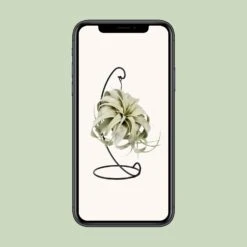 Tillandsia King Xero (Air Plant) ↑ 23 Cm 9 Tillandsia King Xero (Air Plant) ↑ 23 Cm -Optimal Glass Plant Shop unnamed 9f30f848 83c7 47db b9ab 355bf1372231