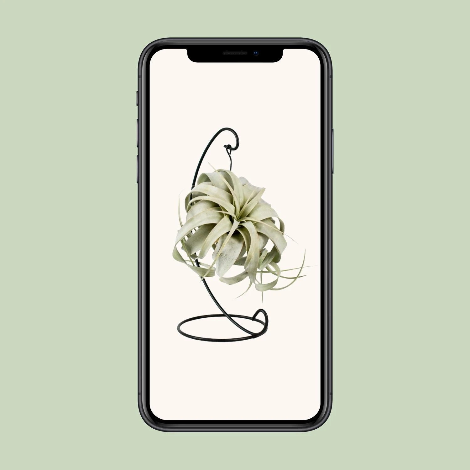 Tillandsia King Xero (Air Plant) ↑ 23 Cm 6 Tillandsia King Xero (Air Plant) ↑ 23 Cm - Image 4